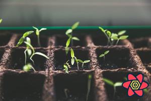 Seeding the Query Cache