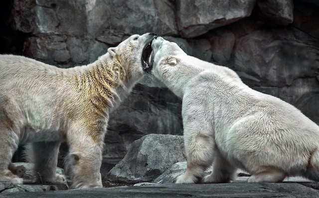 two fighting polar bears